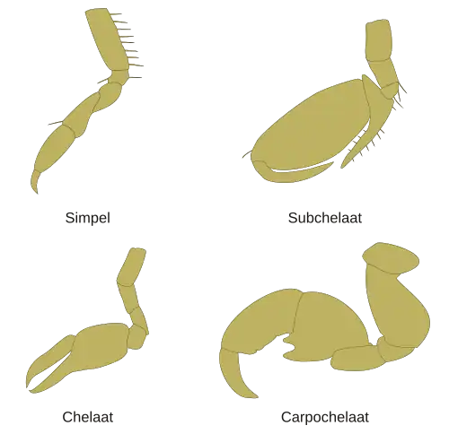 Gnathopoden morfologie bij vlokreeftjes