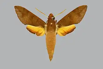 Gnathothlibus dabrera