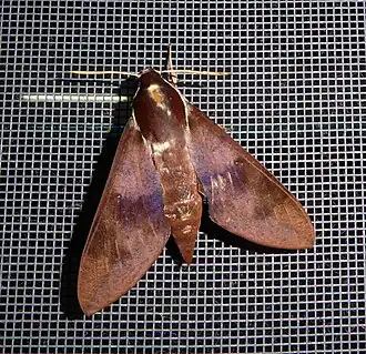 Gnathothlibus erotus