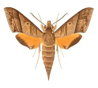 Gnathothlibus heliodes