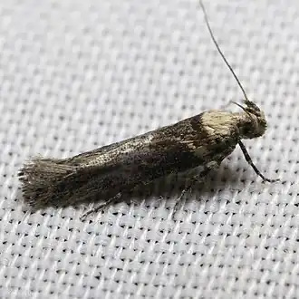 Gnorimoschema baccharisella