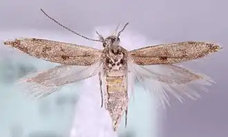 Gnorimoschema bodillum