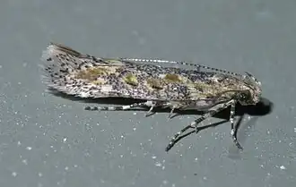 Gnorimoschema triocellella