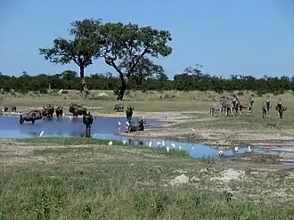 Gnoes en zebra's in nationaal park Chobe