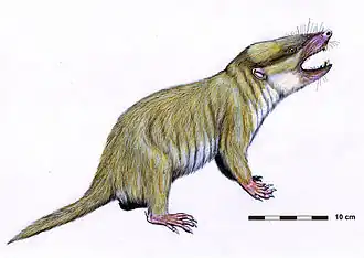 Gobiconodon