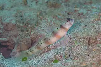 Amblyeleotris rubrimarginata