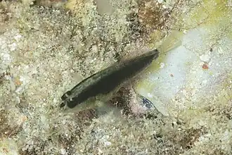 Asterropteryx semipunctata