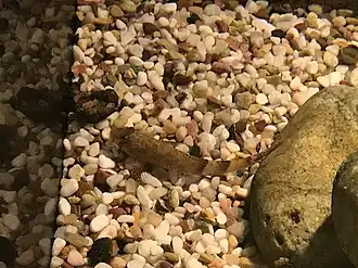 Gobiobotia macrocephala