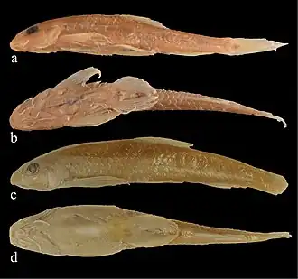 Gobiobotia pappenheimi