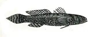 Cryptocentrus leucostictus