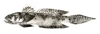 Oxyurichthys microlepis