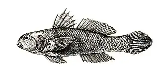 Acentrogobius griseus