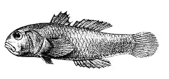 Paragobiodon melanosomus