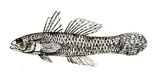 Pseudogobius melanostictus
