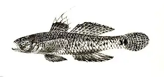 Favonigobius reichei