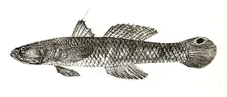 Parachaeturichthys ocellatus