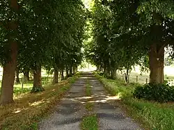 Lindenlaan (natuurmonument)
