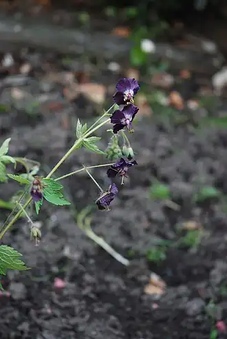 Donkere ooievaarsbek