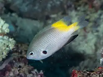 Pomacentrus nigromanus