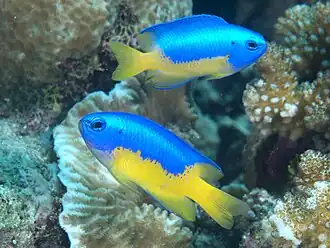 Pomacentrus auriventris