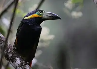 Reinwardts pepervreter