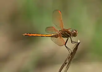 Libellula auripennis