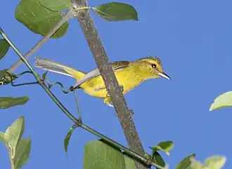 Goudbuikvireo