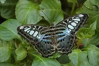 Parthenos sylvia