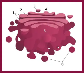 Opbouw van het golgicomplex