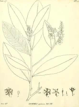 Campylospermum squamosum