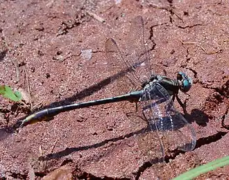 Phanogomphus exilis