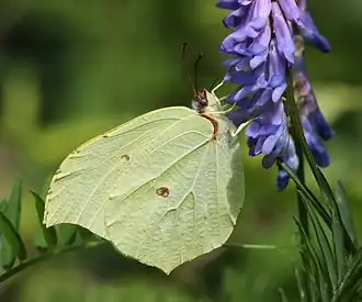 Gonepteryx aspasia