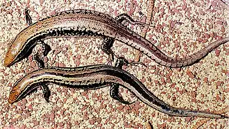 Gongylomorphus bojerii