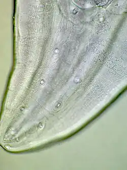 Vrouwtje: Postcloacale papillae