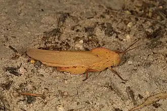 Goniaea australasiae