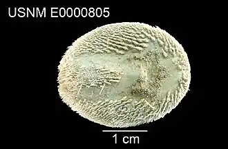 Nacospatangus laevis