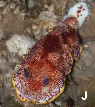 Goniobranchus alderi