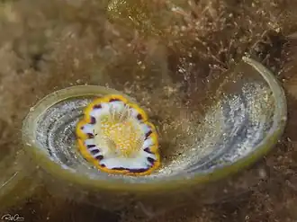 Goniobranchus obsoletus