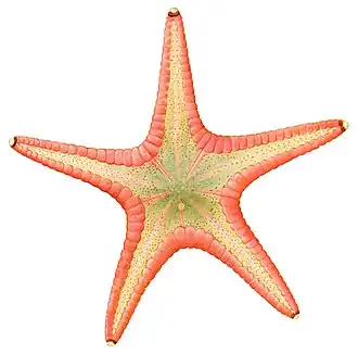 Goniodiscaster australiae