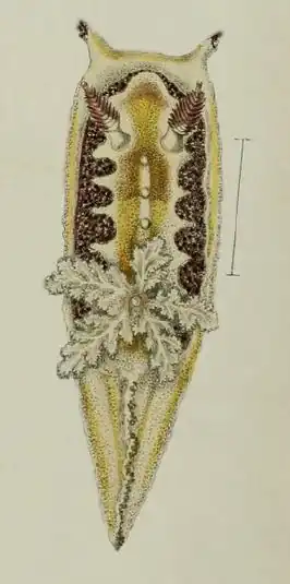 Goniodoris citrina