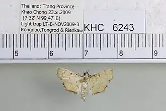 Goniorhynchus butyrosa