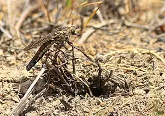 Gonioscelis ventralis