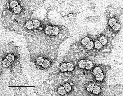 Bolvormig:Gezuiverd maïsstrepenvirus (MSV). Virusdeeltjes gekleurd met uranylacetaat. Streepje is 50&nbsp;nm lang.