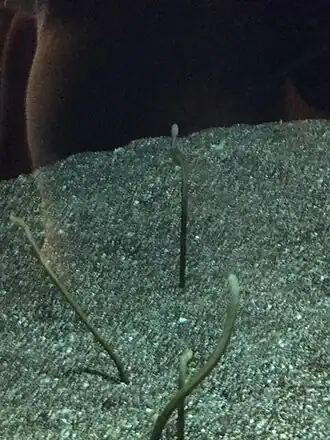 Gorgasia hawaiiensis