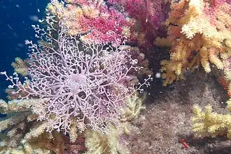 Astrospartus mediterraneus