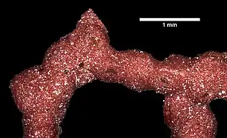 Pacifigorgia elegans