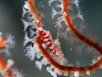 Hamodactylus boschmai