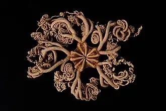 Gorgonocephalus chilensis