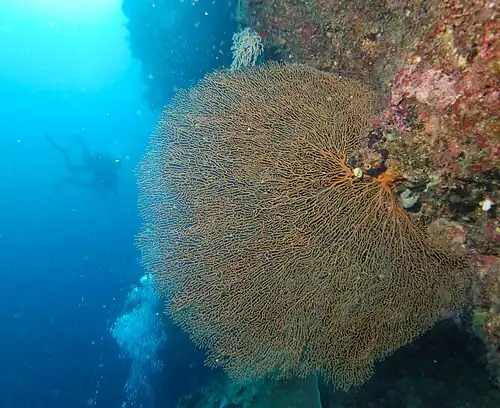 Een hoornkoraal langs steile rifwand (vermoedelijk Gorgonia ventalina)