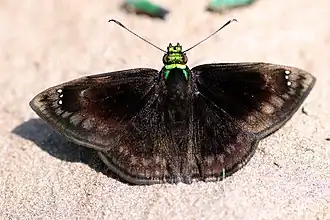 Gorgopas chlorocephala